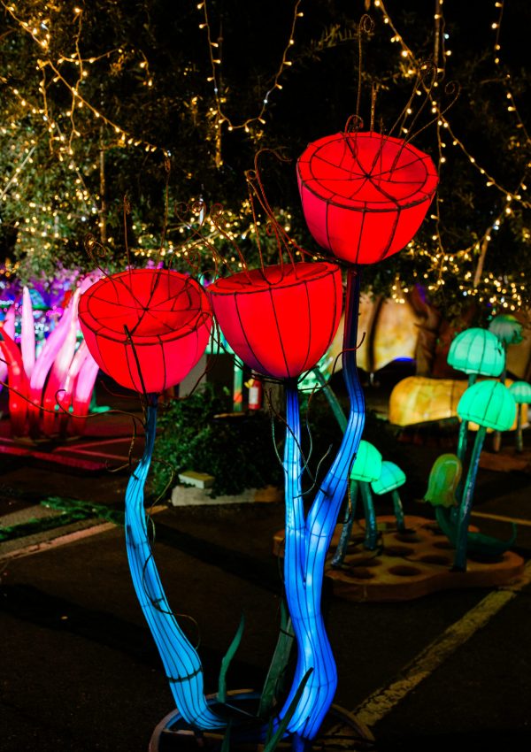 Imaginarium Illuminated red flower lanterns with blue stems displayed at a night festival, surrounded by twinkling lights and other colorful lanterns, showcased prominently on the homepage.